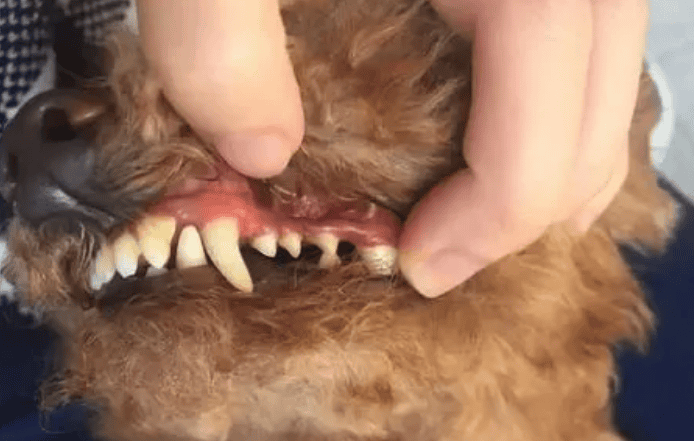 Dogs have severe dental calculus and their roots are rotten. 