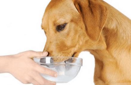 Dogs Can I drink soy milk?