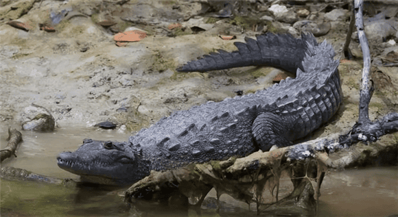 Amazing! Reveal the secrets of the three largest crocodiles