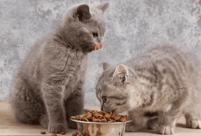 Why do cats bury cat food?