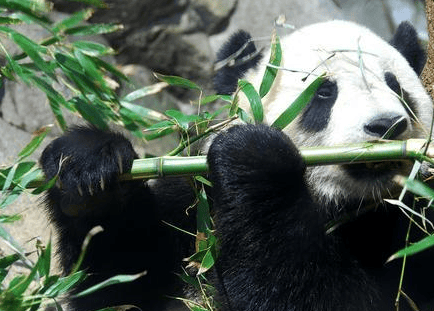 Isn't the giant panda an iron-eater? But it's too weak, it's highly myopic, it's forced to eat bamboo