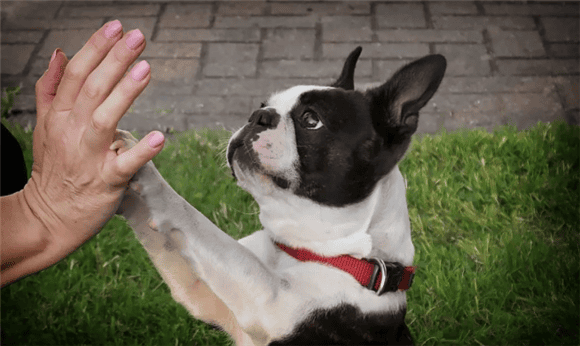 Why does the dog always scratch you with its paws? If you don’t understand anything, it’s a waste of time to raise a dog! ></p><p>6. Pay attention to the physical condition of the dog</p><p>Some dogs may also roar up to the sky due to physical discomfort. For example, respiratory diseases, digestive problems, etc. may cause pain to dogs, causing them to howl in the air. If this happens to your dog, it is recommended to seek veterinary help promptly. </p><p>7. Enhance the dog’s social ability</p><p>Some dogs may also show up and howl due to lack of social experience or weak social ability. In this case, you can try to enhance the dog's social ability, take it out to have more contact with other people and animals, and help it gradually adapt to the social environment. At the same time, you can also seek the help of professional pet behavior experts to conduct specialized social training for your dog. </p><p>A dog's paws on you are actually a way of communicating with you. Behind this behavior lies their little thoughts and emotions. As an owner, you should always pay attention to your dog's behavioral and emotional changes and give them adequate attention and care. At the same time, you should also establish a good interactive relationship with your dogs so that they can feel your love and warmth. Only in this way can you and your dog truly connect with each other and spend quality time together! </p>                        
        </div>
        <!-- 上下页 -->
        <div class=