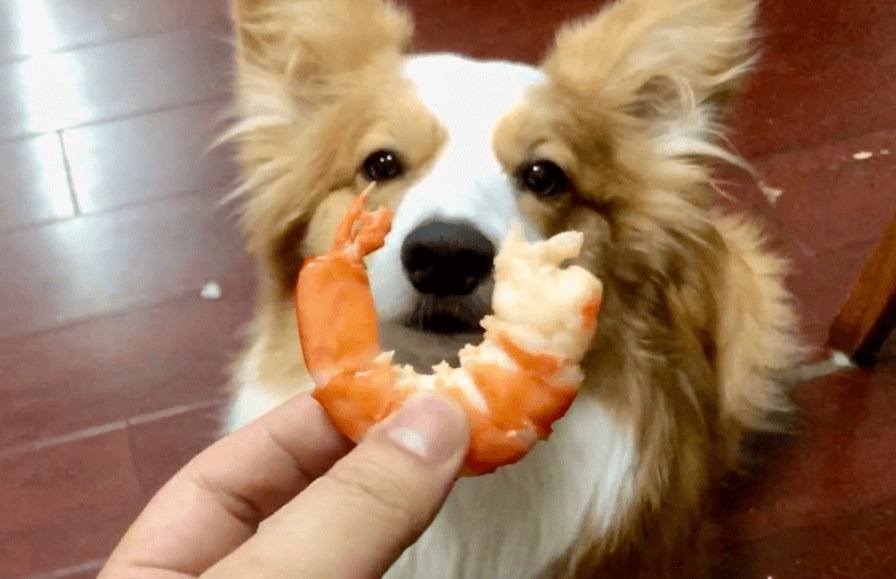 Can dogs eat shrimp?