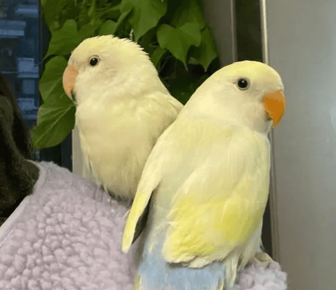 Peony parrot male and female comparison picture