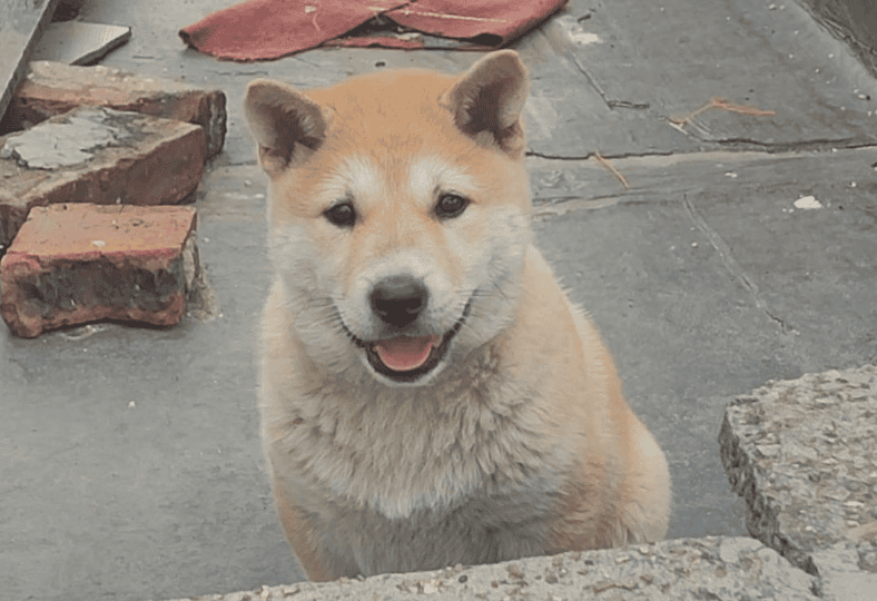 Yellow dog with white breasts can't kill its owner