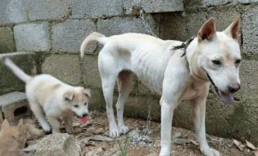 Guangxi native hounds Are hounds ferocious?