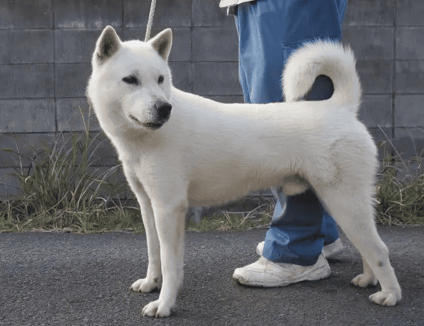 Which country's dog breed is the Kishu Dog?