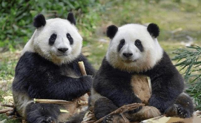 More Giant pandas live in the wild