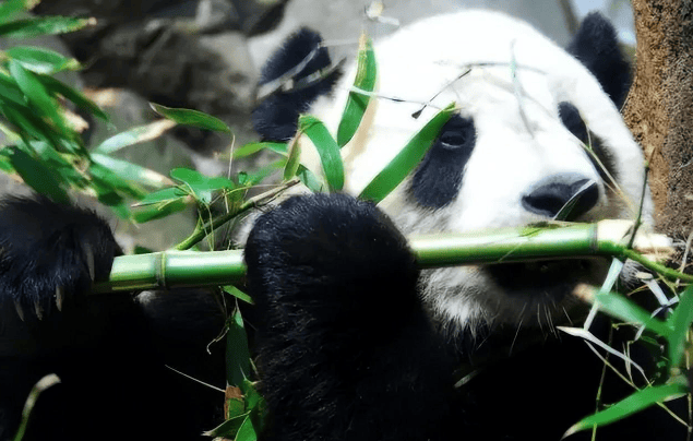  National treasure facts you don't know: Besides bamboo, what else do giant pandas eat? /p><p>The staple food of giant pandas is undoubtedly bamboo, which accounts for more than 99% of their food. </p><p>Giant pandas usually give people the impression of 