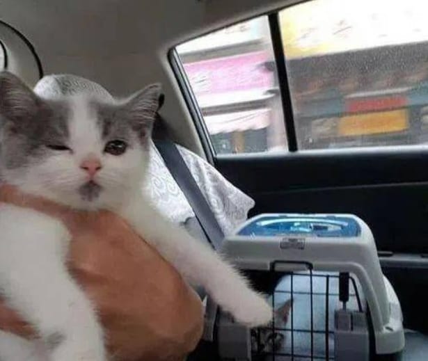 Cats riding in private cars Precautions for private cars