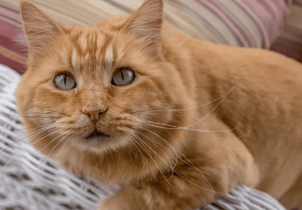 Which cat is easier to maintain, the big orange cat or the tabby cat? 