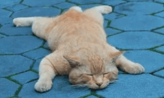 These 6 postures of cats sleeping represent different personalities