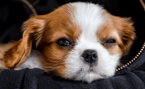  A little knowledge about pancreatitis in dogs