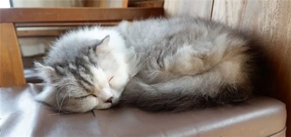 Where the cat sleeps determines its personality, super accurate