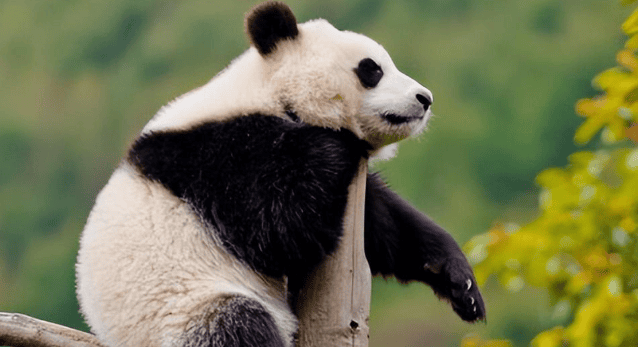 The tragic history of giant pandas: skinned and stuffed by Europeans, stolen by Americans, almost extinct