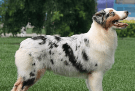 Australian Shepherd's personality - alert but calm