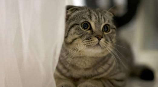 Can cats have post-traumatic stress disorder?