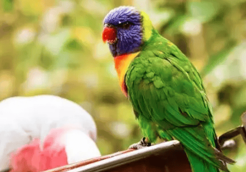 Is it normal for parrots to lose hair? Revealed! 4 reasons why parrots lose hair, 90% of people don’t know yet! 