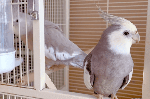 How to welcome a newly arrived parrot, the owner's patient care is the key