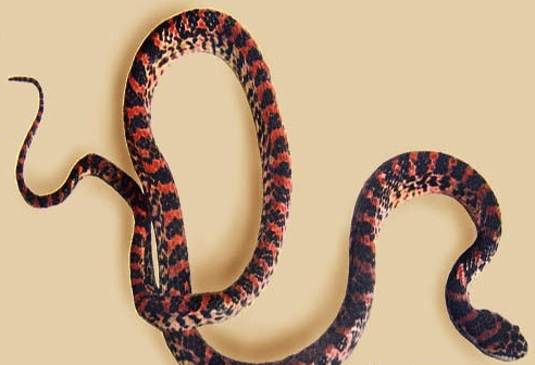 The most expensive pet snake, the Mangshan Iron-headed Snake, has only 500 in the world