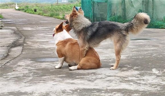 Ke Descendants of Corgis and Corgis