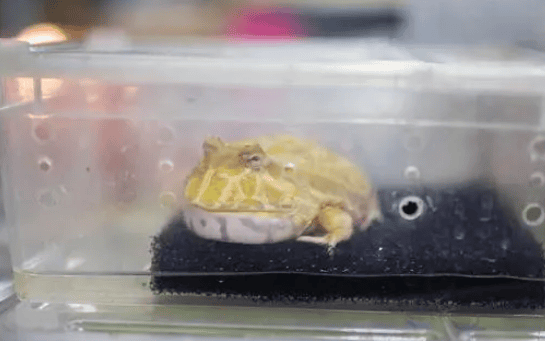 Guide to raising the golden horned frog: How to be its best companion?