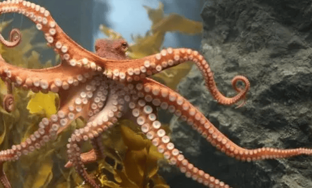 Strange knowledge丨How do octopuses mate?