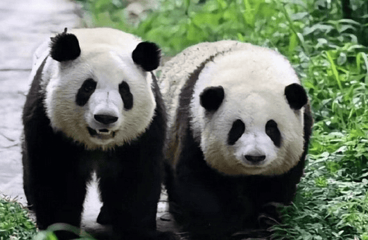 Giant panda, an important cultural symbol of China and a world natural heritage