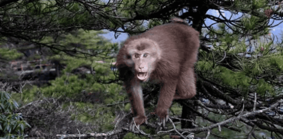 Mountain spirits in ancient legends: Mandrills that are both good and evil