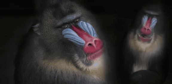 The mountain spirit in ancient legends: the mandrill, which is both good and evil