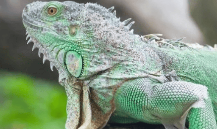 Are green lizards the same as green iguanas