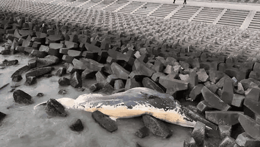 A dead whale appeared on the beach in Shantou, Guangdong: staff have arrived at the scene to handle and may later make specimens