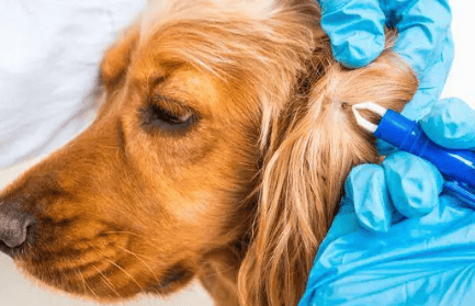  Why do dogs suddenly get encephalitis?