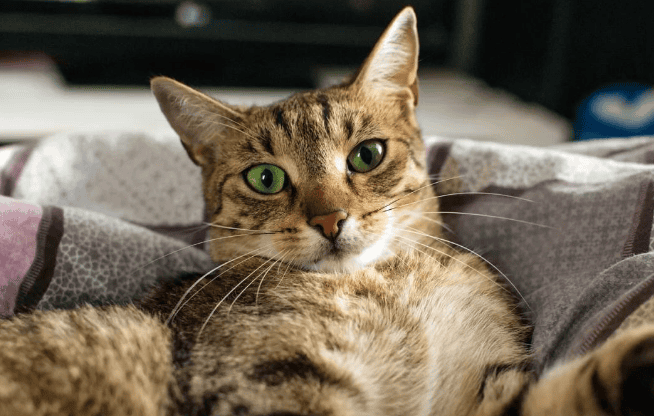 The old man said that cats can't stare. It turns out that it's not superstitious, but it has scientific basis! p>4. Communicating with cats: the correct way</p><p>Although the elderly often say that you should not stare into the eyes of cats, should you avoid staring at each other for a long time when communicating with cats? The answer is not necessarily. In fact, proper eye contact when communicating with cats can help enhance mutual understanding and trust. But if you feel uncomfortable or the cat shows discomfort, you should stop looking at it immediately. </p><p>When communicating with cats, we can observe their ears, tails and other body language to understand their mood and intentions. At the same time, gentle sounds and movements can also make cats feel safe and comfortable. </p><p>5. Outlook: Future Research and Enlightenment</p><p>With the continuous advancement of science and technology, we can foresee that the research on cat eyes will be more in-depth in the future. With the help of advanced technology, we may be able to more accurately reveal the mysteries of cats’ eyes and better understand their feelings and needs. At the same time, these studies will also provide us with more inspiration for living harmoniously with cats. </p><p>The old man’s saying that you can’t stare into the cat’s eyes is not entirely superstitious. Although science has revealed its mysteries to us, we should also respect and pass on the experience and wisdom of the older generation. While admiring cats, understanding their body language and behavioral characteristics allows us to establish a more intimate connection with these lovely creatures. </p>                        
        </div>
        <!-- 上下页 -->
        <div class=