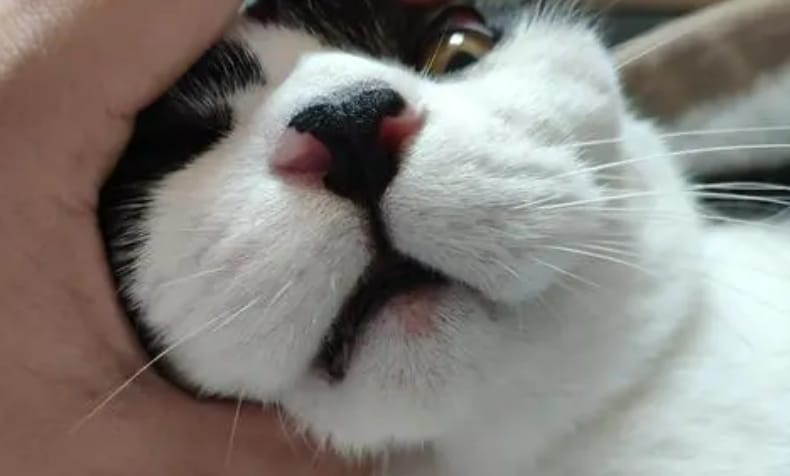 Cat What causes pustules on the chin?