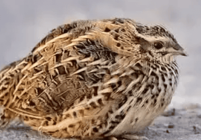  Understand the whole process of symptomatic treatment of quail cold