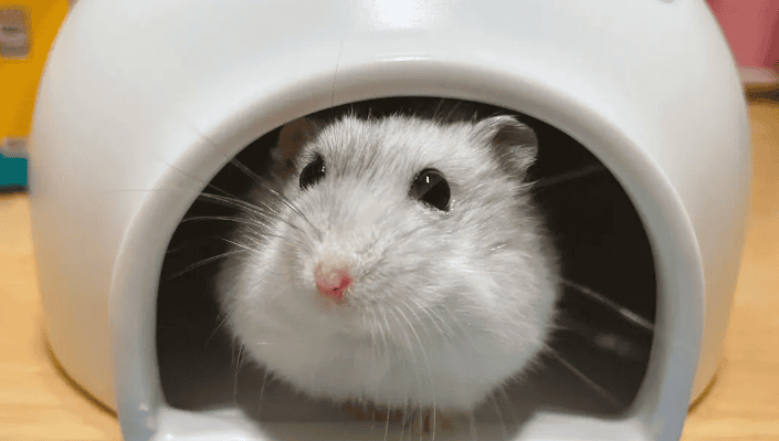 A must-read for hamster lovers! Do you know these cute secrets? 