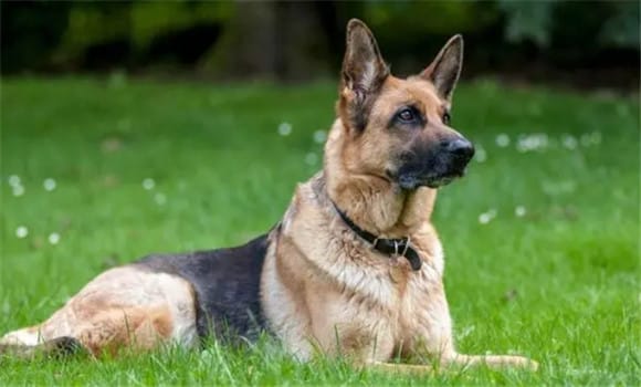 The complete list of military dog ​​names are domineering and foreign