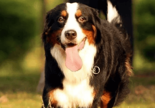  Encyclopedia | Bernese Mountain Dog from Switzerland