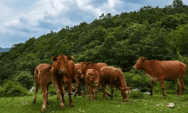 400 bison on the East Island have evolved independently for 300 years