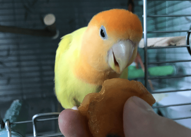 How to distinguish male and female yellow peach parrots