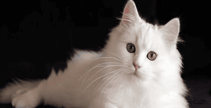 Are cats color blind?