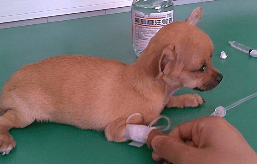 Can dog parvovirus be transmitted to humans