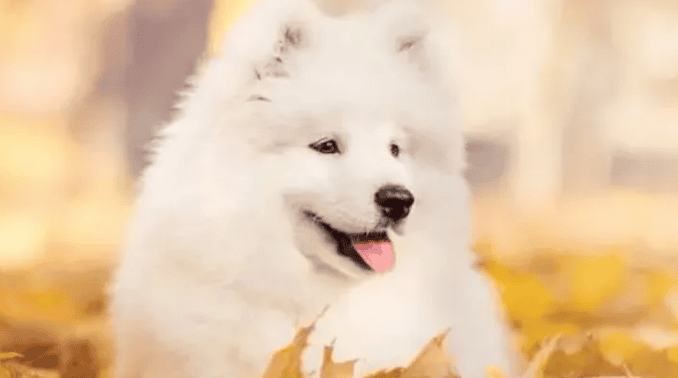 The Samoyed is a charming dog breed