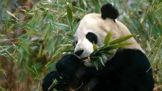 Why are giant pandas vegetarian? 325