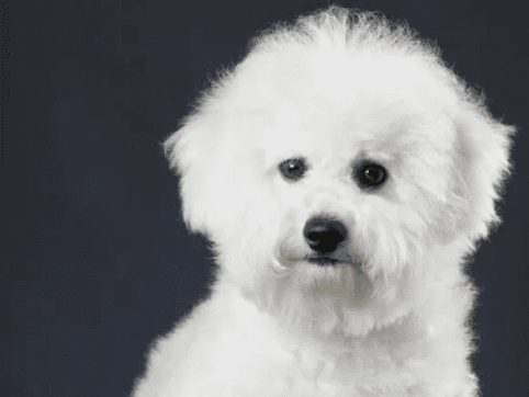 When you understand these 6 major shortcomings of Bichon Frize, if you can tolerate it, then keep it.