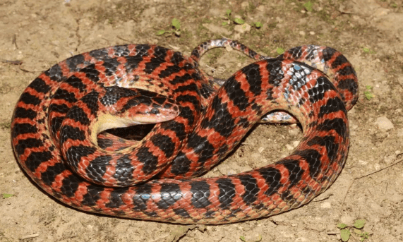 Red chain snake: a non-venomous snake with high nutritional value and effective in removing rheumatism and detoxification