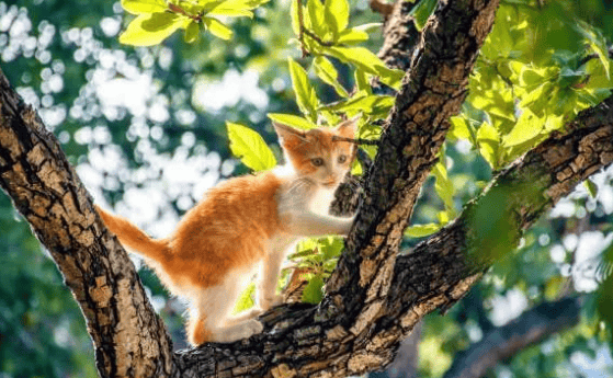 Cats hate these 8 smells, did you know? 