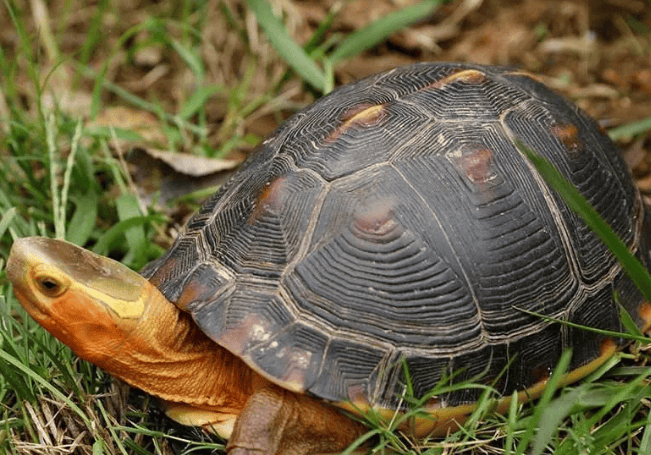 Spring Dietary Requirements of Yellow Marginal Turtle