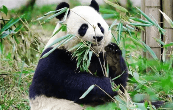 As a close relative of bears, why don't giant pandas hibernate? 